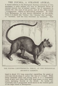 The Foussa (Cryptoprocta Ferox), at the Zoological Society
